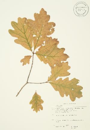  ( - JAG 0353)  @11 [ ] Copyright (2009) Steven Newmaster University of Guelph BIO Herbarium