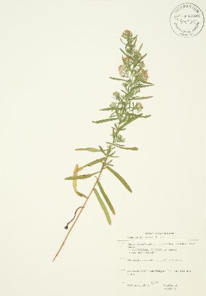  ( - JAG 0368)  @11 [ ] Copyright (2009) Steven Newmaster University of Guelph BIO Herbarium