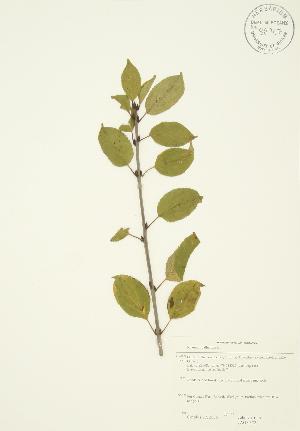  ( - JAG 0372)  @11 [ ] Copyright (2009) Steven Newmaster University of Guelph BIO Herbarium