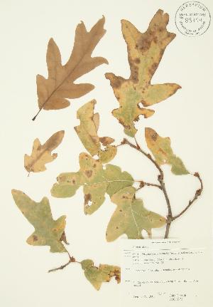  ( - JAG 0373)  @11 [ ] Copyright (2009) Steven Newmaster University of Guelph BIO Herbarium