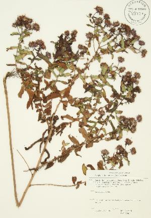  ( - JAG 0380)  @11 [ ] Copyright (2009) Steven Newmaster University of Guelph BIO Herbarium