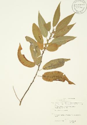  ( - JAG 0392)  @11 [ ] Copyright (2009) Steven Newmaster University of Guelph BIO Herbarium