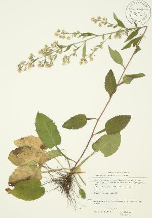  ( - JAG 0398)  @11 [ ] Copyright (2009) Steven Newmaster University of Guelph BIO Herbarium