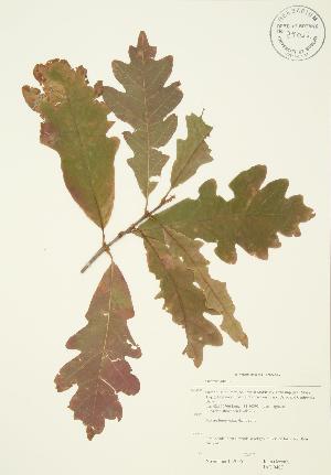  ( - JAG 0407)  @11 [ ] Copyright (2009) Steven Newmaster University of Guelph BIO Herbarium