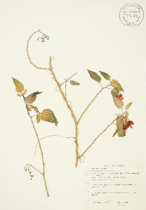  ( - JAG 0418)  @11 [ ] Copyright (2009) Steven Newmaster University of Guelph BIO Herbarium