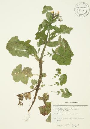  ( - JAG 0432)  @11 [ ] Copyright (2009) Steven Newmaster University of Guelph BIO Herbarium