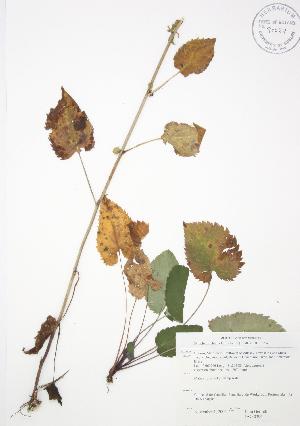  ( - JAG 0396)  @11 [ ] Copyright (2009) Steven Newmaster University of Guelph BIO Herbarium