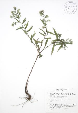  ( - AP307)  @11 [ ] Copyright (2009) Steven Newmaster University of Guelph BIO Herbarium