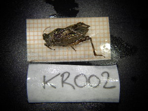  ( - KR002)  @11 [ ] CreativeCommons - Attribution Share-Alike (2024) Unspecified University of Lodz, Department of Invertebrate Zoology and Hydrobiology