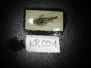  ( - KR001)  @11 [ ] CreativeCommons - Attribution Share-Alike (2024) Unspecified University of Lodz, Department of Invertebrate Zoology and Hydrobiology