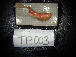  ( - TP003z)  @11 [ ] CreativeCommons - Attribution Share-Alike (2024) Unspecified University of Lodz, Department of Invertebrate Zoology and Hydrobiology