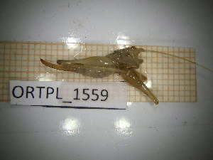  ( - ORTPL_1559)  @11 [ ] CreativeCommons Attribution NonCommercial ShareAlike (2021) (2027) University of Lodz University of Lodz