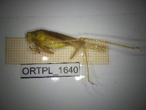  ( - ORTPL_1640)  @11 [ ] CreativeCommons Attribution (2025) Dept Invertebrate Zoology and Hydrobiology, University of Lodz University of Lodz