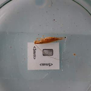  ( - ORTPL1067)  @11 [ ] CreativeCommons Attribution (2024) Dept Invertebrate Zoology and Hydrobiology, University of Lodz University of Lodz