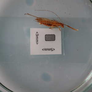  ( - ORTPL1068)  @11 [ ] CreativeCommons Attribution (2024) Dept Invertebrate Zoology and Hydrobiology, University of Lodz University of Lodz