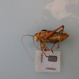  ( - ORTPL1143)  @11 [ ] CreativeCommons Attribution (2024) Dept Invertebrate Zoology and Hydrobiology, University of Lodz University of Lodz