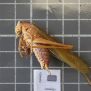  ( - ORTPL1152)  @11 [ ] CreativeCommons Attribution (2024) Dept Invertebrate Zoology and Hydrobiology, University of Lodz University of Lodz