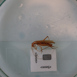  ( - ORTPL1158)  @11 [ ] CreativeCommons Attribution (2024) Dept Invertebrate Zoology and Hydrobiology, University of Lodz University of Lodz