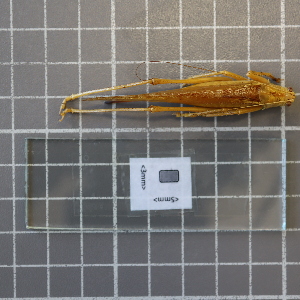  ( - ORTPL1218)  @11 [ ] CreativeCommons Attribution (2024) Dept Invertebrate Zoology and Hydrobiology, University of Lodz University of Lodz