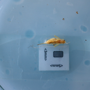  ( - ORTPL1286)  @11 [ ] CreativeCommons Attribution (2024) Dept Invertebrate Zoology and Hydrobiology, University of Lodz University of Lodz