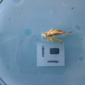  ( - ORTPL1287)  @11 [ ] CreativeCommons Attribution (2024) Dept Invertebrate Zoology and Hydrobiology, University of Lodz University of Lodz