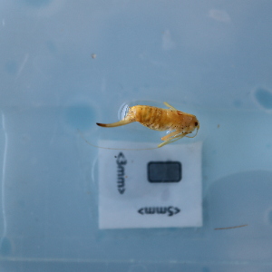  ( - ORTPL1288)  @11 [ ] CreativeCommons Attribution (2024) Dept Invertebrate Zoology and Hydrobiology, University of Lodz University of Lodz