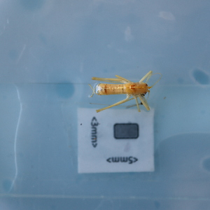  ( - ORTPL1289)  @11 [ ] CreativeCommons Attribution (2024) Dept Invertebrate Zoology and Hydrobiology, University of Lodz University of Lodz