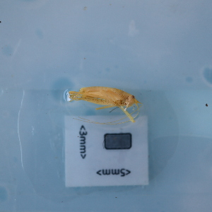  ( - ORTPL1290)  @11 [ ] CreativeCommons Attribution (2024) Dept Invertebrate Zoology and Hydrobiology, University of Lodz University of Lodz