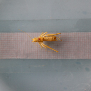  ( - ORTPL1291)  @11 [ ] CreativeCommons Attribution (2024) Dept Invertebrate Zoology and Hydrobiology, University of Lodz University of Lodz