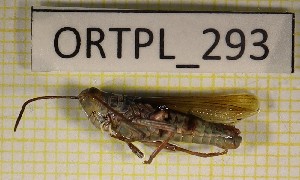  ( - ORTPL_293)  @11 [ ] CreativeCommons Attribution NonCommercial ShareAlike (2021) (2021) University of Lodz University of Lodz