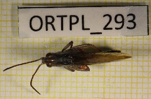  ( - ORTPL_293)  @11 [ ] CreativeCommons Attribution NonCommercial ShareAlike (2021) (2021) University of Lodz University of Lodz