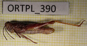  ( - ORTPL_390)  @11 [ ] CreativeCommons Attribution NonCommercial ShareAlike (2021) (2021) University of Lodz University of Lodz