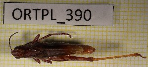  ( - ORTPL_390)  @11 [ ] CreativeCommons Attribution NonCommercial ShareAlike (2021) (2021) University of Lodz University of Lodz