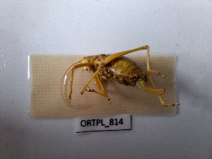  ( - ORTPL_814)  @11 [ ] CreativeCommons Attribution (2024) Dept Invertebrate Zoology and Hydrobiology, University of Lodz University of Lodz