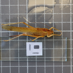  ( - ORTPL931)  @11 [ ] CreativeCommons Attribution (2024) Dept Invertebrate Zoology and Hydrobiology, University of Lodz University of Lodz