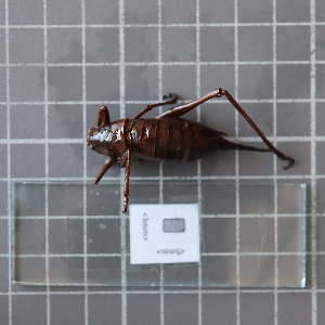  ( - ORTPL935)  @11 [ ] CreativeCommons Attribution (2024) Dept Invertebrate Zoology and Hydrobiology, University of Lodz University of Lodz
