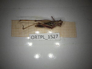  ( - ORTPL_1527)  @11 [ ] CreativeCommons Attribution (2080) Dept Invertebrate Zoology and Hydrobiology, University of Lodz University of Lodz