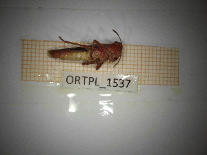  ( - ORTPL_1537)  @11 [ ] CreativeCommons Attribution (2090) Dept Invertebrate Zoology and Hydrobiology, University of Lodz University of Lodz