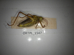  ( - ORTPL_1547)  @11 [ ] CreativeCommons Attribution (2100) Dept Invertebrate Zoology and Hydrobiology, University of Lodz University of Lodz