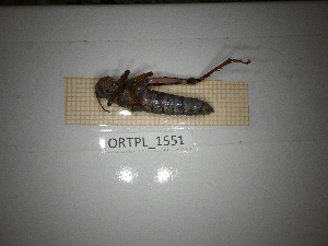  ( - ORTPL_1551)  @11 [ ] CreativeCommons Attribution (2104) Dept Invertebrate Zoology and Hydrobiology, University of Lodz University of Lodz