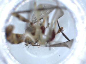  (Stylogaster intermedia - BIOUG53807-C12)  @11 [ ] CreativeCommons - Attribution (2020) Centre for Biodiversity Genomics Centre for Biodiversity Genomics
