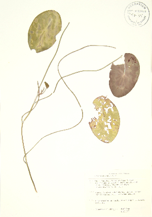  (Brasenia - PHK 027)  @11 [ ] Copyright (2009) Steven Newmaster University of Guelph BIO Herbarium