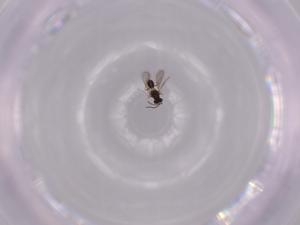  ( - BIOUG53591-D07)  @12 [ ] CreativeCommons - Attribution (2020) Centre for Biodiversity Genomics Centre for Biodiversity Genomics