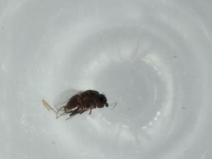  ( - BIOUG61818-H09)  @11 [ ] CreativeCommons - Attribution (2020) Centre for Biodiversity Genomics Centre for Biodiversity Genomics