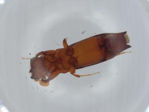  ( - BIOUG63010-C09)  @11 [ ] CreativeCommons - Attribution (2020) Centre for Biodiversity Genomics Centre for Biodiversity Genomics