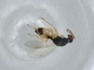  ( - BIOUG63017-D01)  @11 [ ] CreativeCommons - Attribution (2020) Centre for Biodiversity Genomics Centre for Biodiversity Genomics