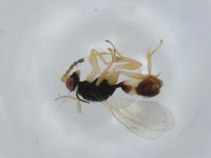  ( - BIOUG63017-E06)  @11 [ ] CreativeCommons - Attribution (2020) Centre for Biodiversity Genomics Centre for Biodiversity Genomics