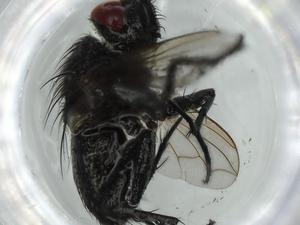  ( - BIOUG61866-A03)  @11 [ ] CreativeCommons - Attribution (2020) Centre for Biodiversity Genomics Centre for Biodiversity Genomics