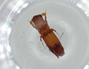  ( - BIOUG61868-G09)  @11 [ ] CreativeCommons - Attribution (2020) Centre for Biodiversity Genomics Centre for Biodiversity Genomics