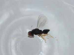  ( - BIOUG61879-A06)  @11 [ ] CreativeCommons - Attribution (2020) Centre for Biodiversity Genomics Centre for Biodiversity Genomics